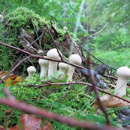 HöörOestra Nyrups Lantliv公寓 外观 照片